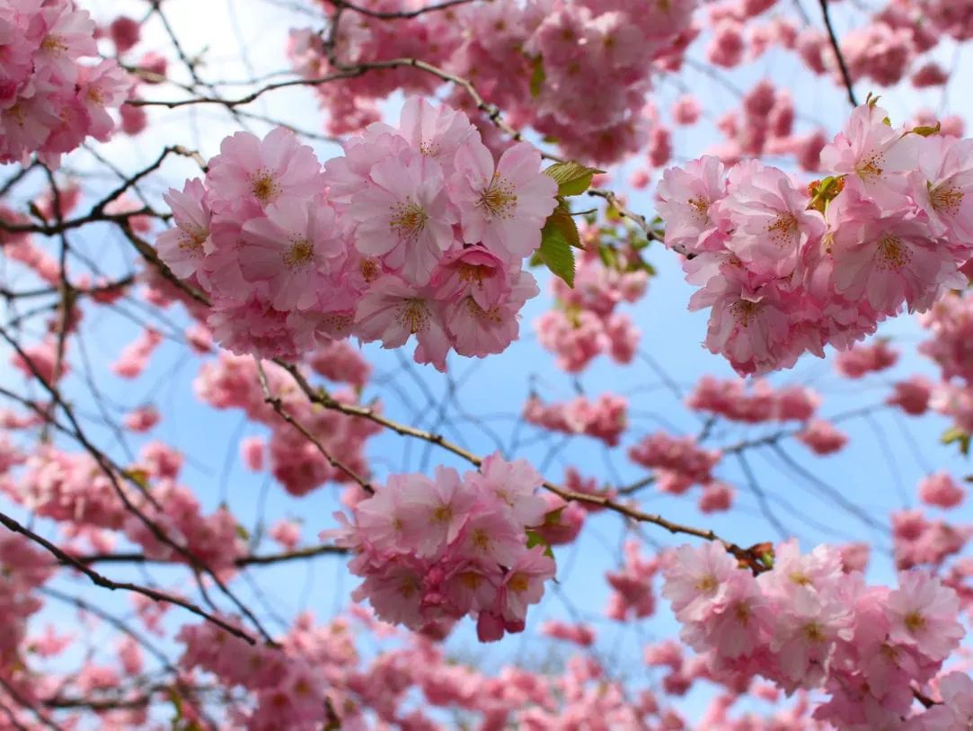 ปุ๋ยดอกไม้ MR2