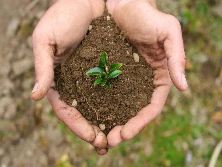 พืชที่กำลังเติบโต