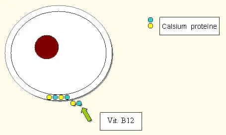 ปุ๋ยน้ำแคลเซียมไนเตรท